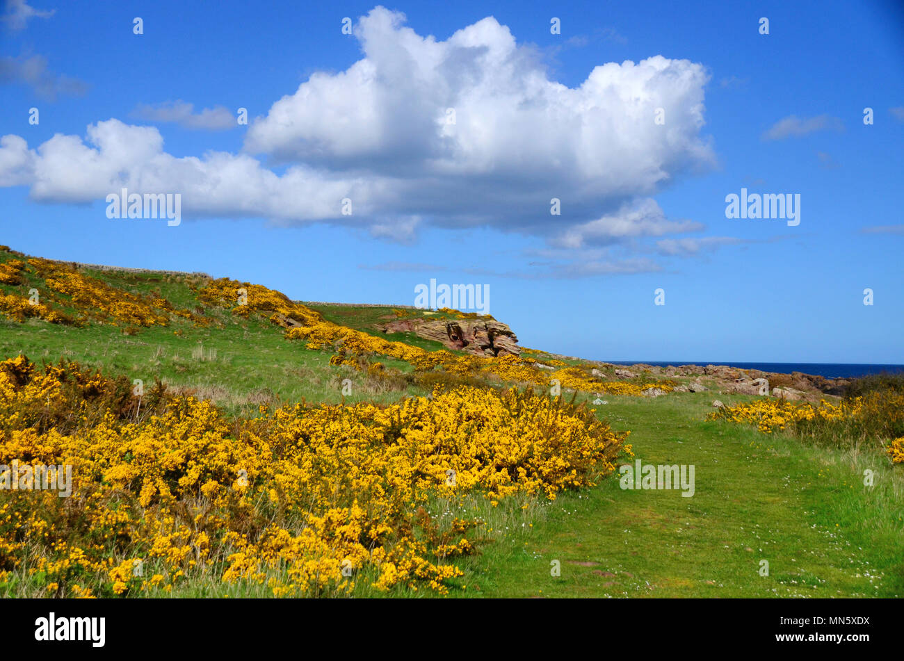 Section of the Fife coastal  path between Anstruther and Crail with the Caiplie coves in the distance. Stock Photo