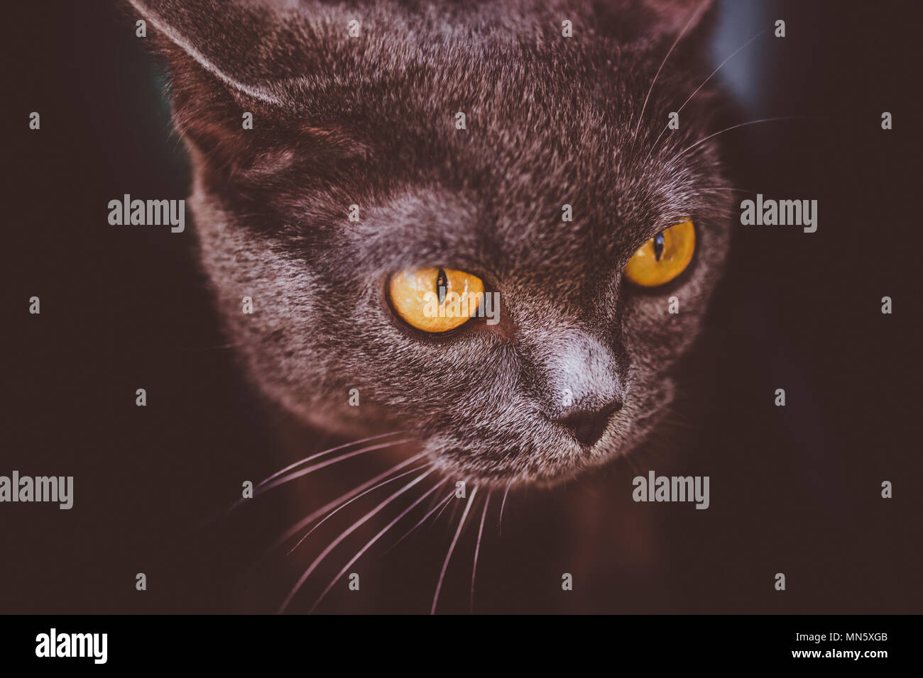 Portrait Of Frightened British Shorthair Grey Cat With Yellow Eyes