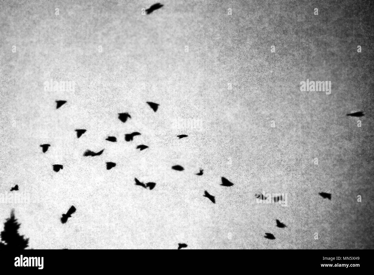 flock of crows at dusk. Retro style, black and white grainy picture Stock Photo