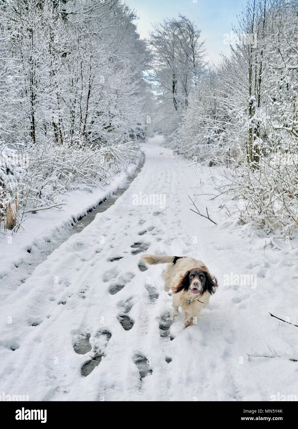 A springer spaniel running along a forest track in the snow Stock Photo