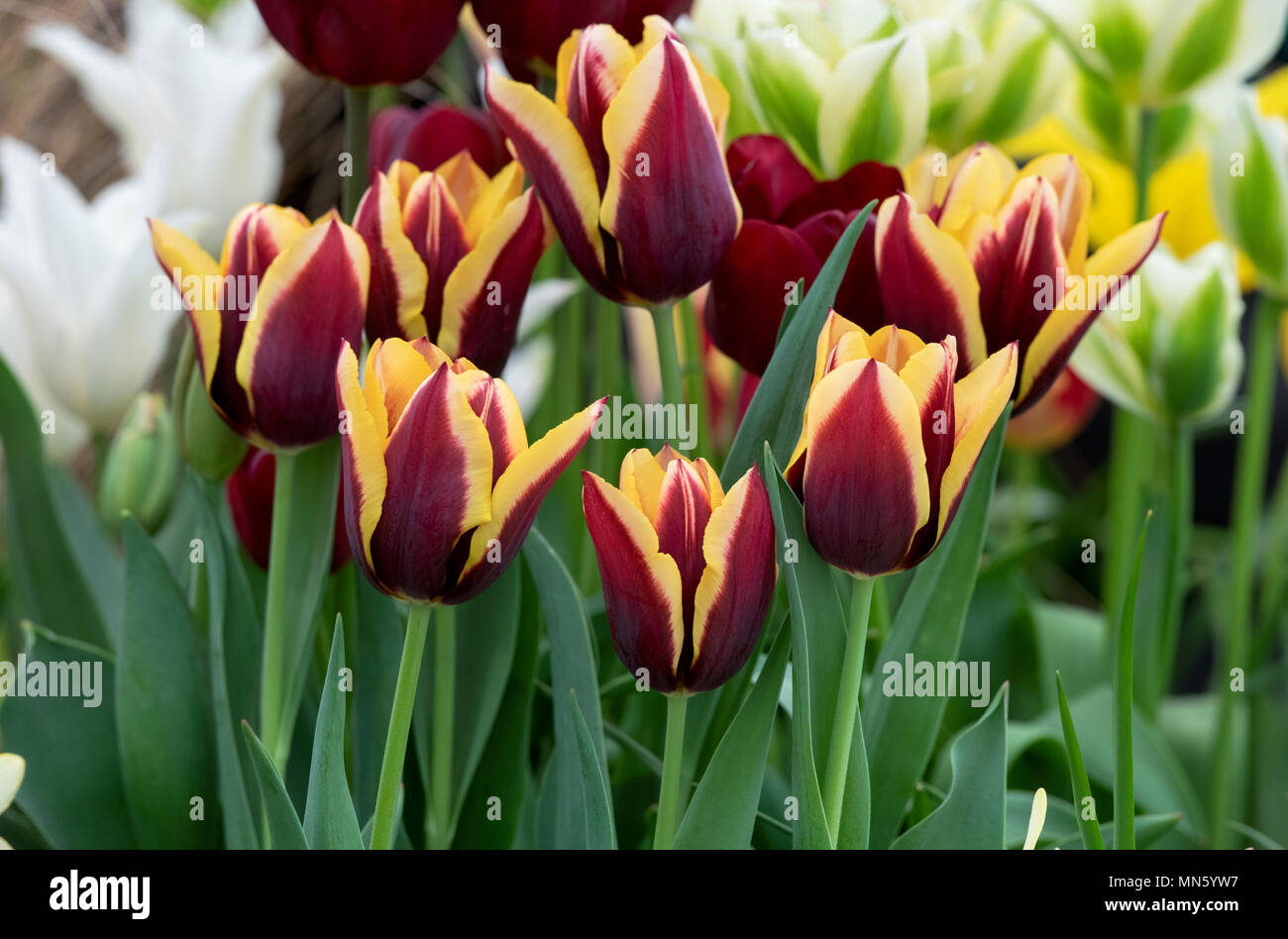 Tulipa Triumph 'Gavota'. Tulip ‘Gavota' flower display. UK Stock Photo