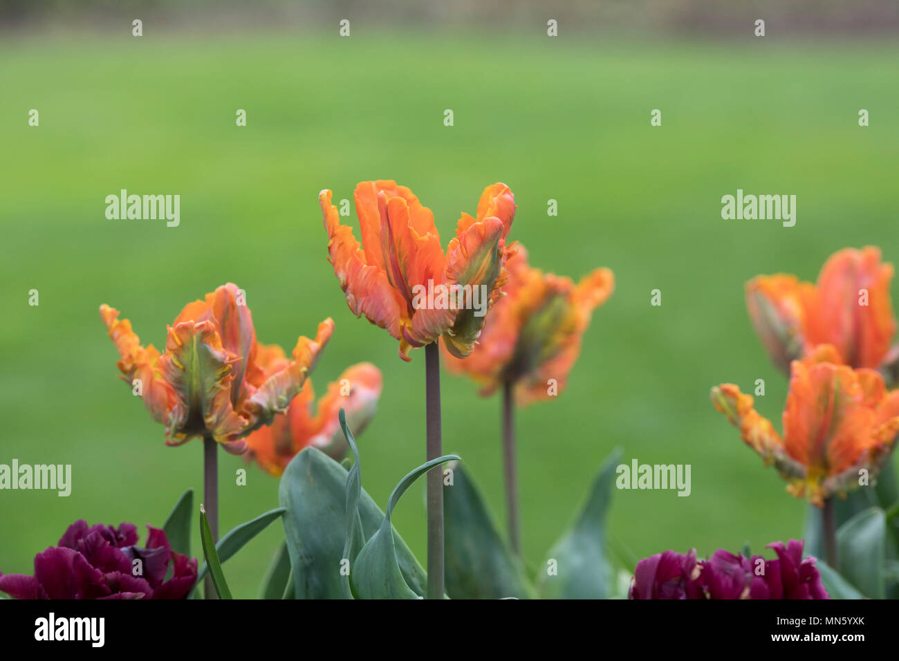 Tulipa. Tulip ‘Irene Parrot' flowers. UK. Parrot Tulip flowers Stock Photo
