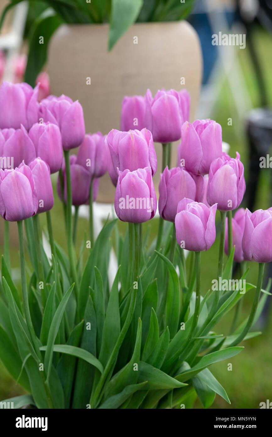 Tulip beauty of spring hires stock photography and images Alamy