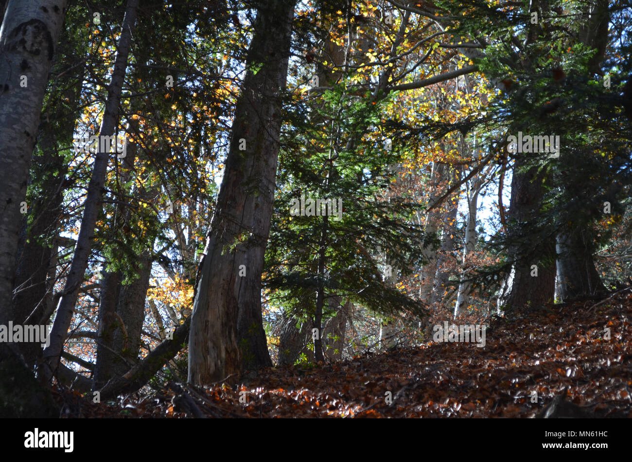 Autumn colors in the mixed forests of Posets-Maladeta Natural Park, Spanish Pyrenees Stock Photo