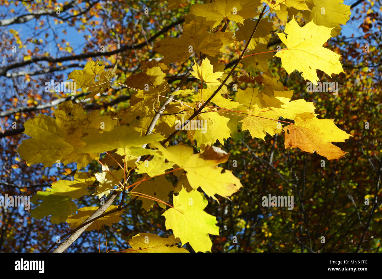 Autumn colors in the mixed forests of PosetsMaladeta Natural Park