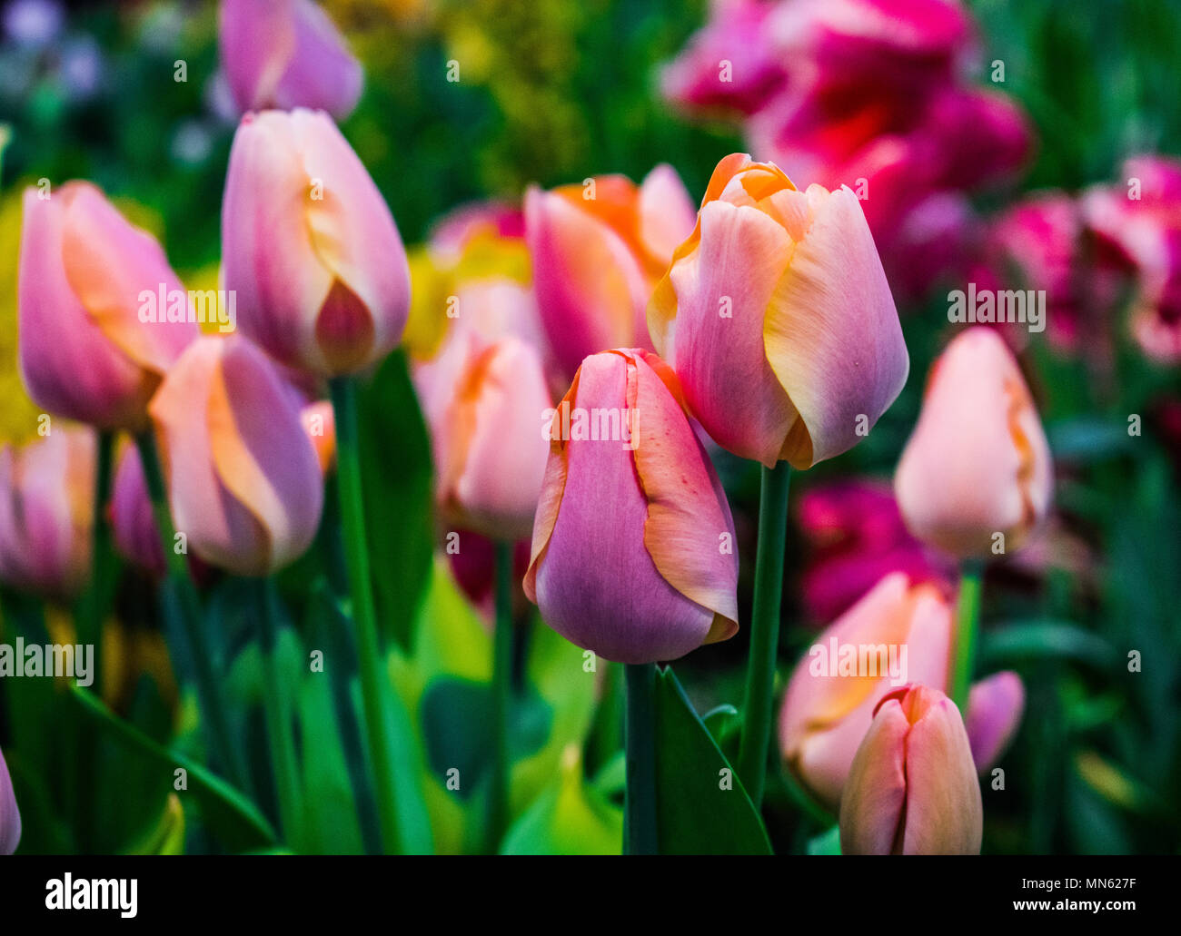 Pink and yellow tulips with garden background Stock Photo - Alamy
