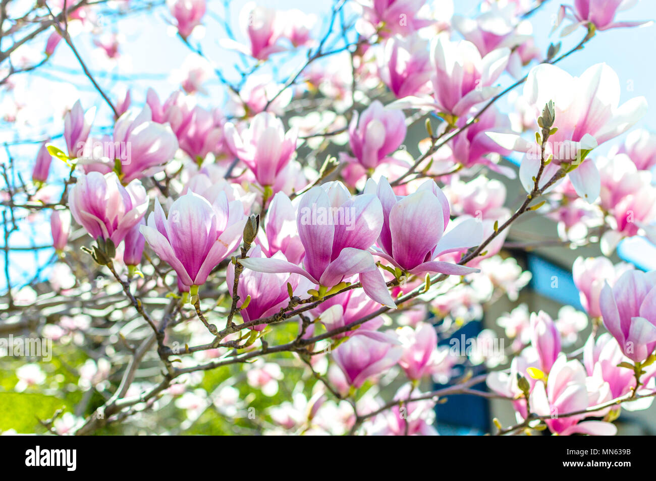 Spring Chinese magnolia tree flowers in Montreal, Canada Stock Photo