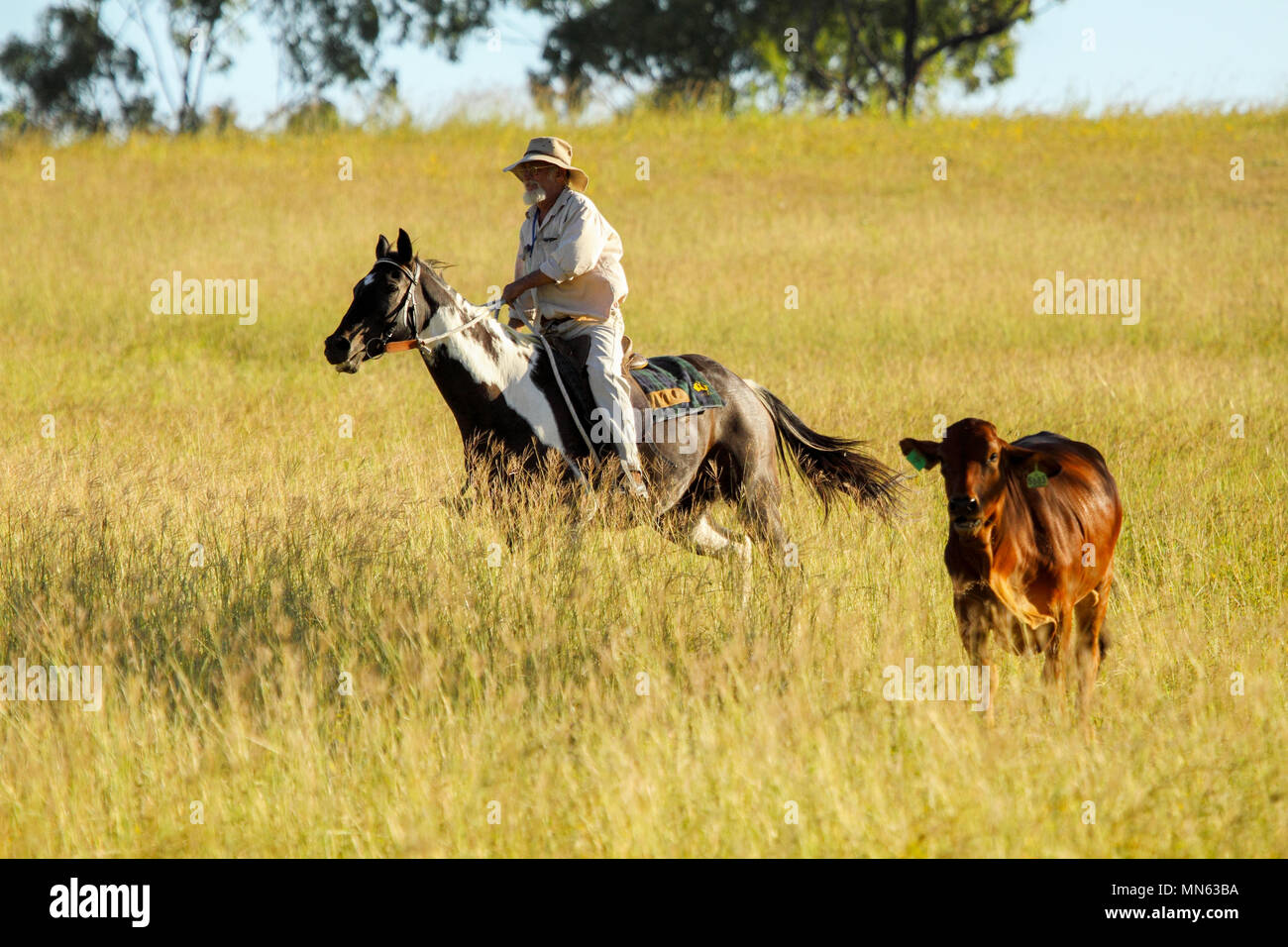 A cowboy on horseback chases a cow. Stock Photo