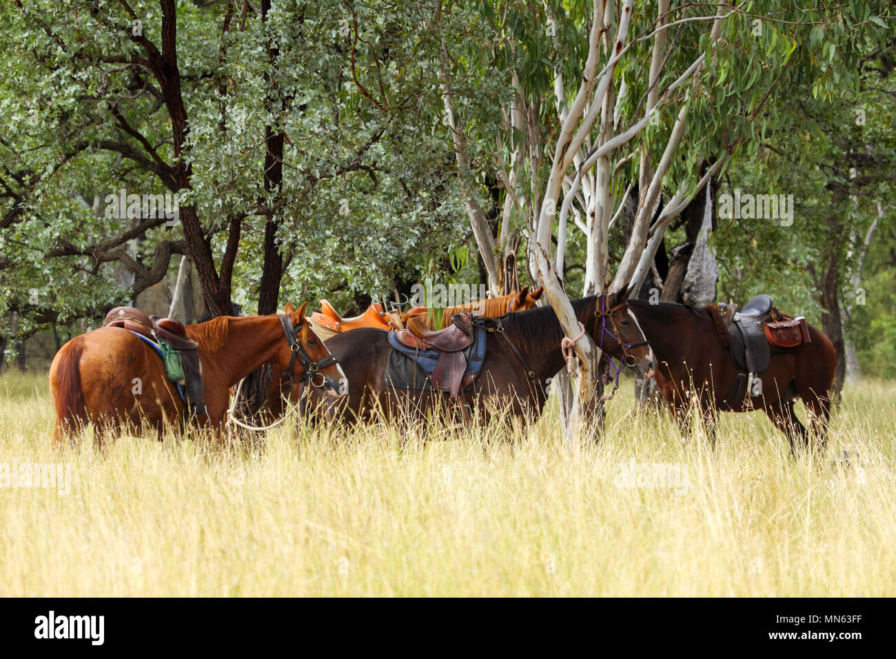 Horses tied up and resting under a tree. Stock Photo