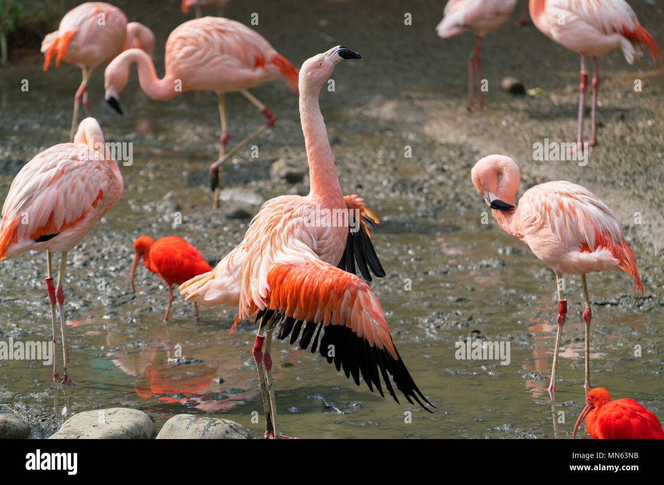 Chilean flamingo Phoenicopterus chilensis bird spreading wings Stock Photo