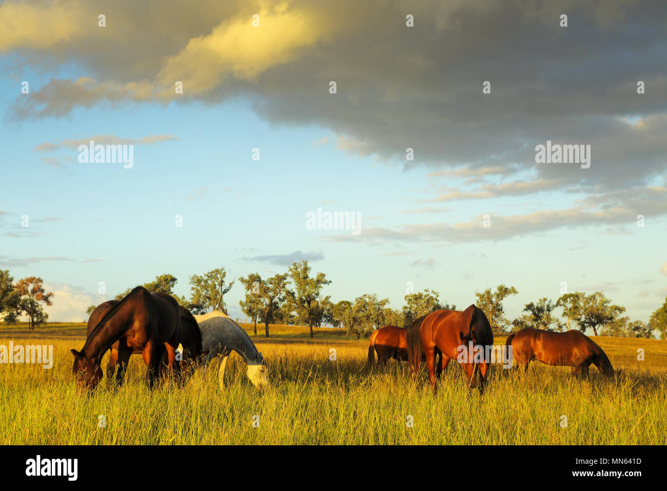 Farm horses grazing lush pasture in late afternoon light. Stock Photo