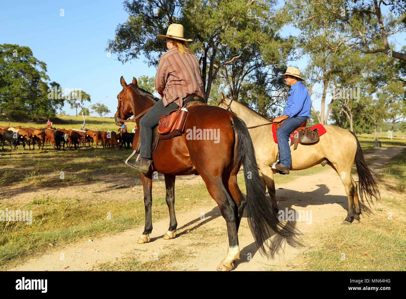 Caucasian man and women mustering cattle on horses. Stock Photo