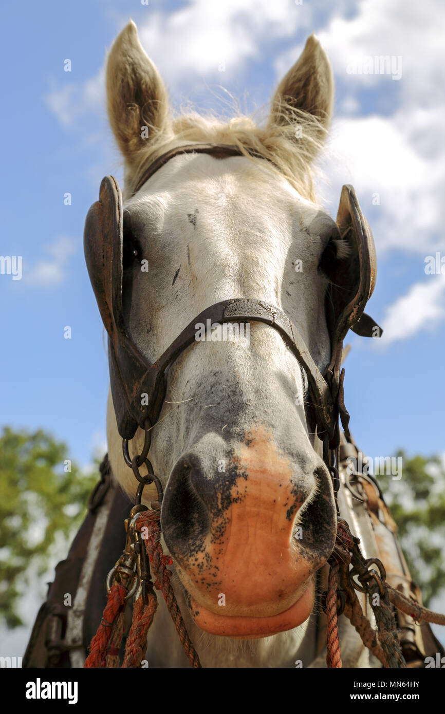 Close up of horses head with vision blinders on. Stock Photo