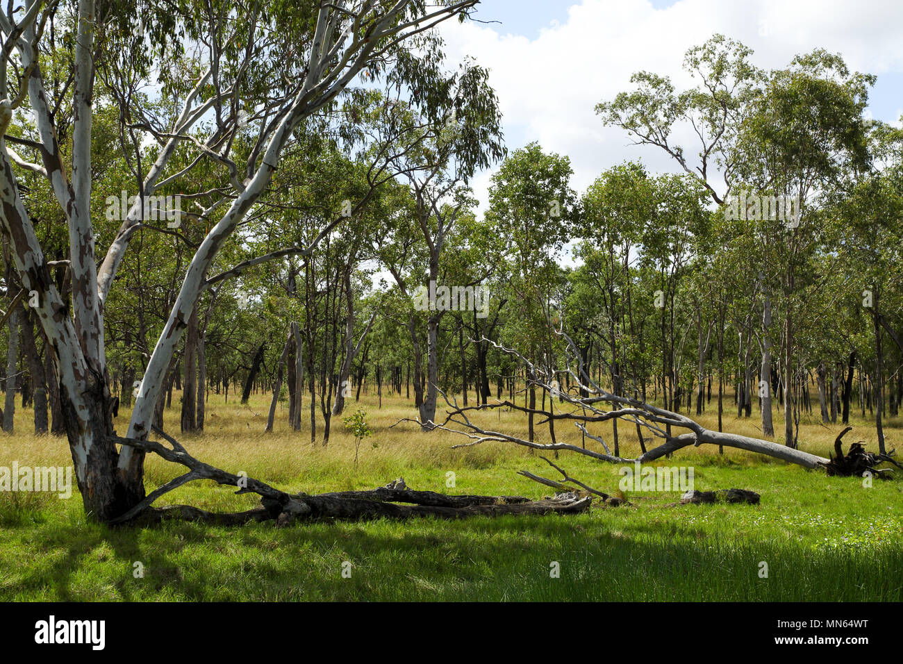 Gumtrees in a rural scene in Queensland, Australia Stock Photo Alamy