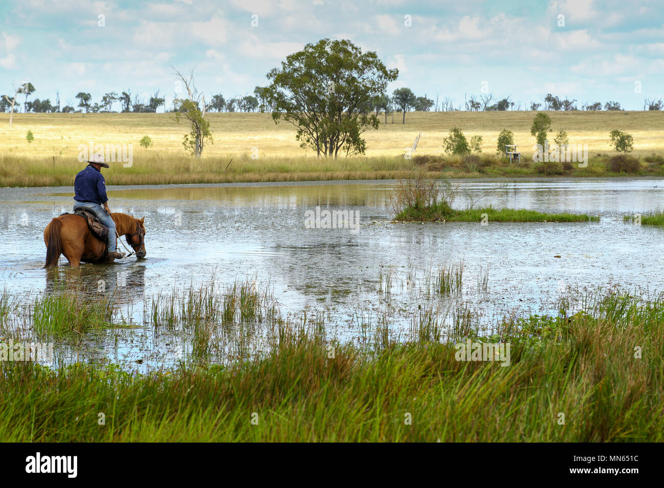 A man on his horse in a farm lake or dam. Stock Photo