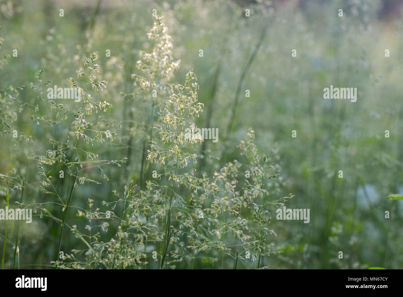 blooming grass in summer meadow macro selective focus Stock Photo