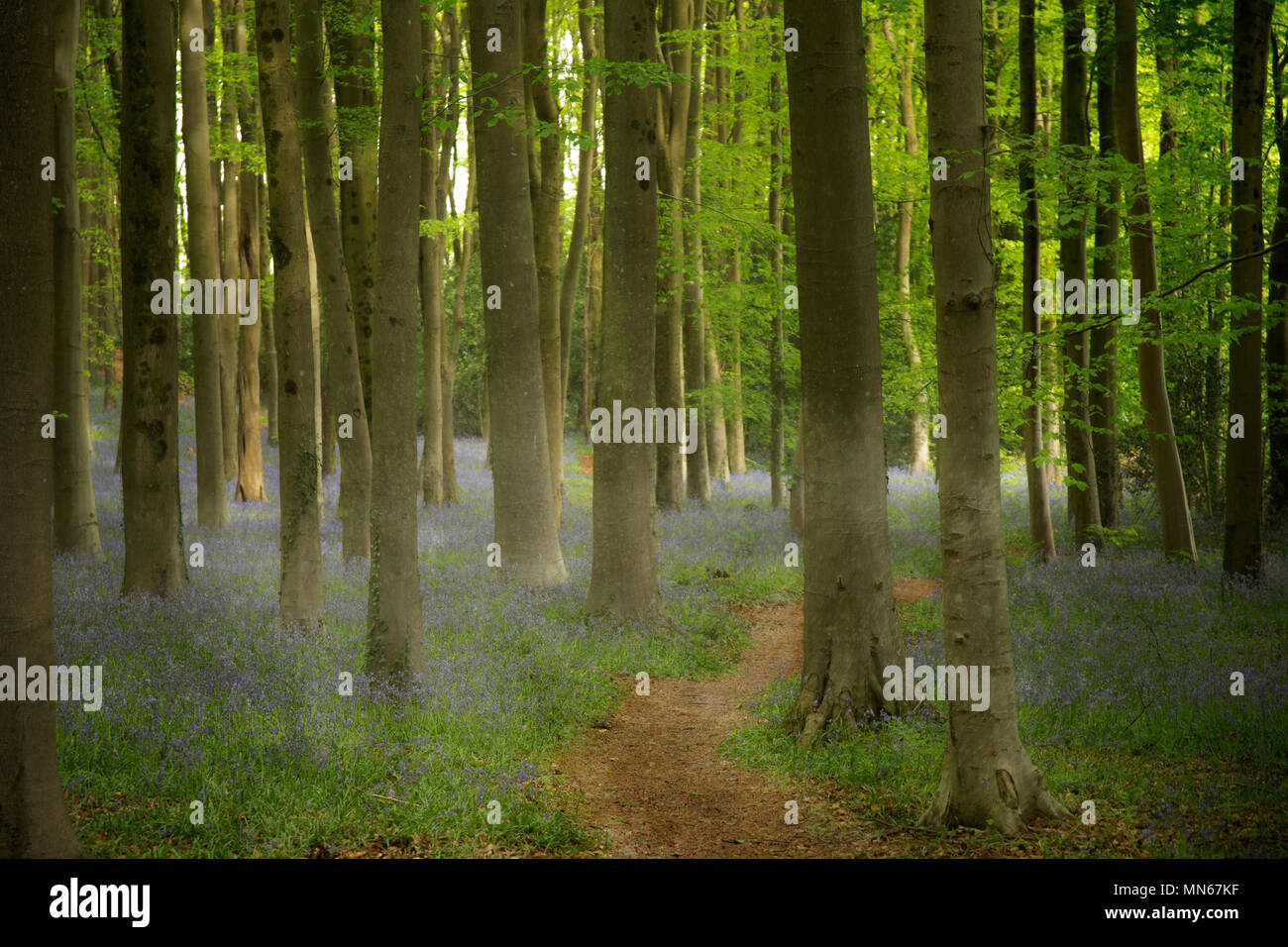 Bluebell woods in etherial light Stock Photo
