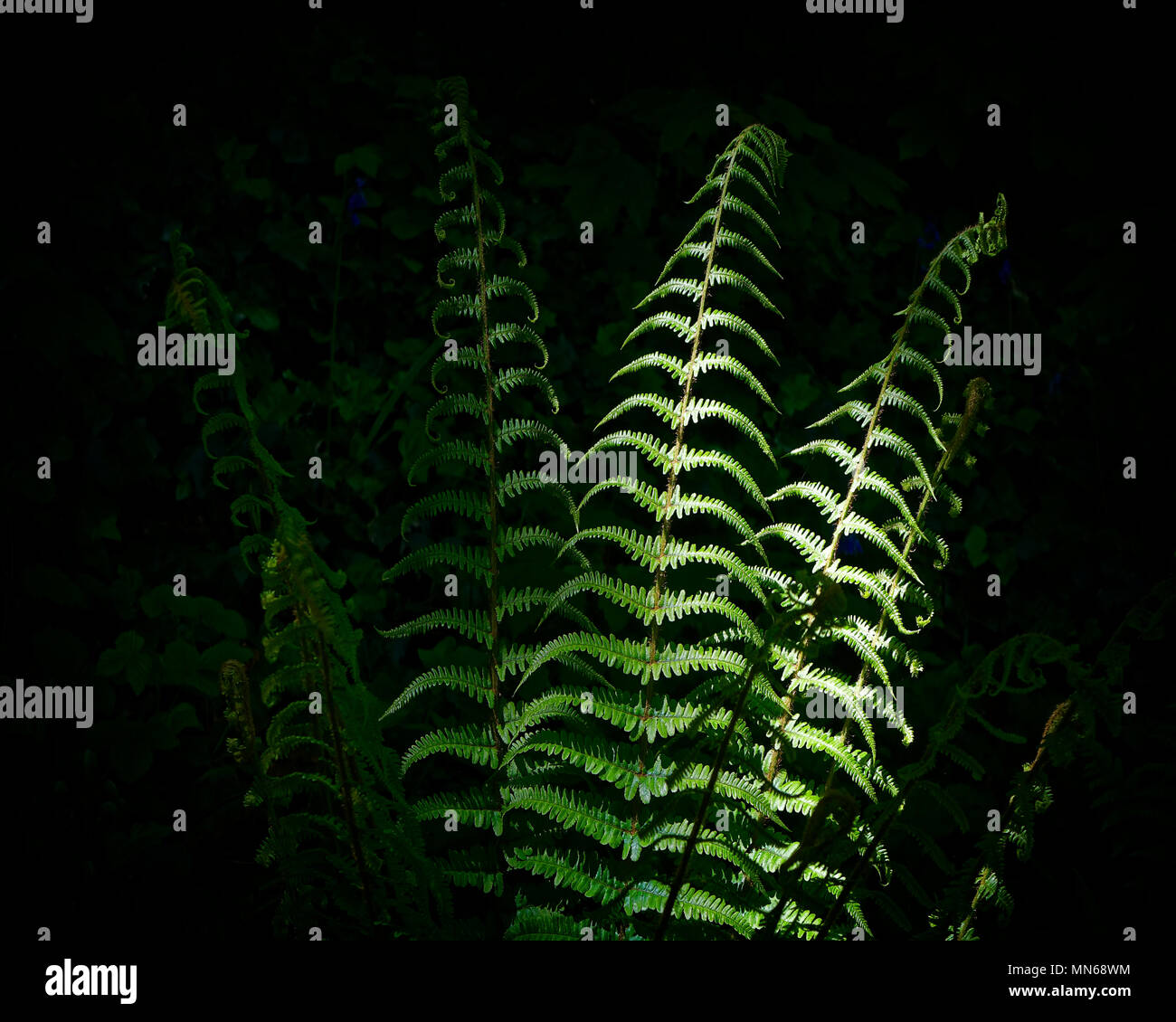 VASCULAR PLANTS: Common Woodland Ferns  (HDR Image) Stock Photo