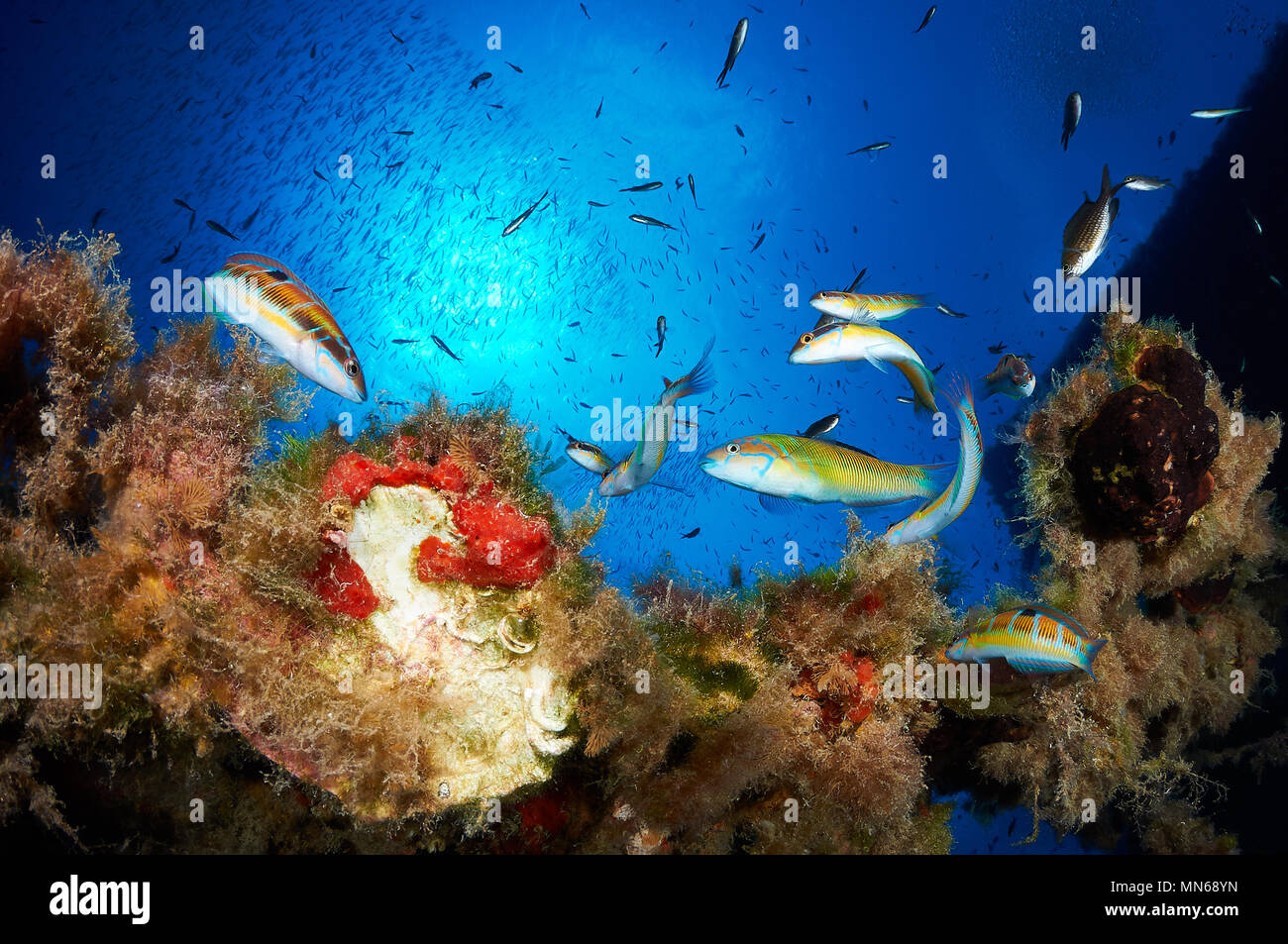 A group of ornate wrasses (Thalassoma pavo) with a fish shoal in the background at La Plataforma wreck dive site in Formentera(Balearic Islands,Spain) Stock Photo
