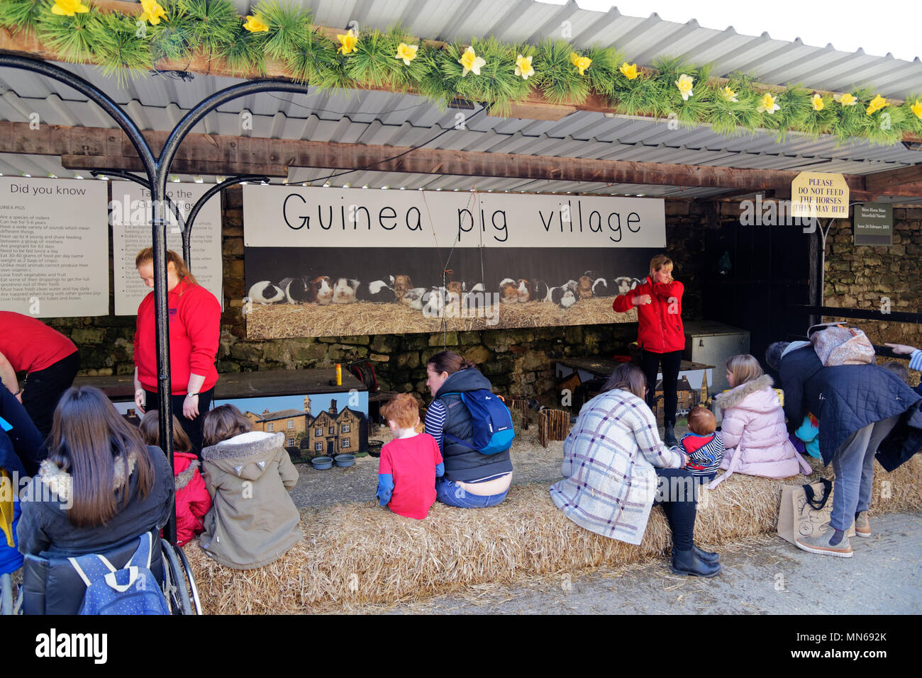 Guinea Pig Village in the Farmyard at Chatsworth House, Derbyshire Stock Photo