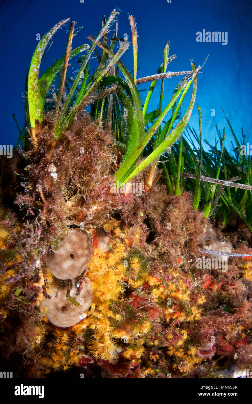 Neptune seagrass (Posidonia oceanica) meadow and encrusting marine life (corals, sponges) in Ses Salines Natural Park (Formentera, Mediterranean Sea) Stock Photo