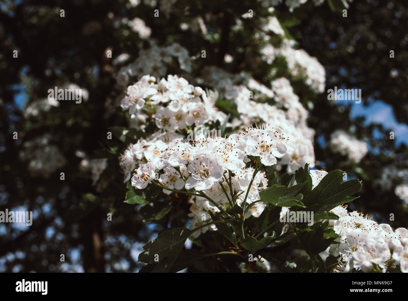 spring nature background white flowers of hawthorn Stock Photo - Alamy