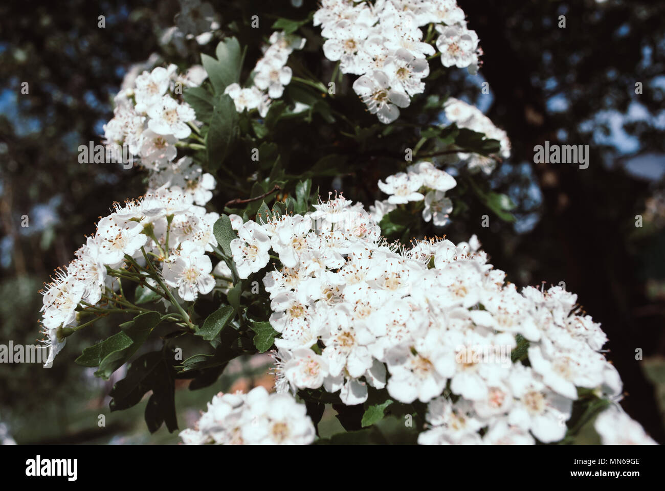 Hawthorn blossom flower on tree. Spring nature background white flowers