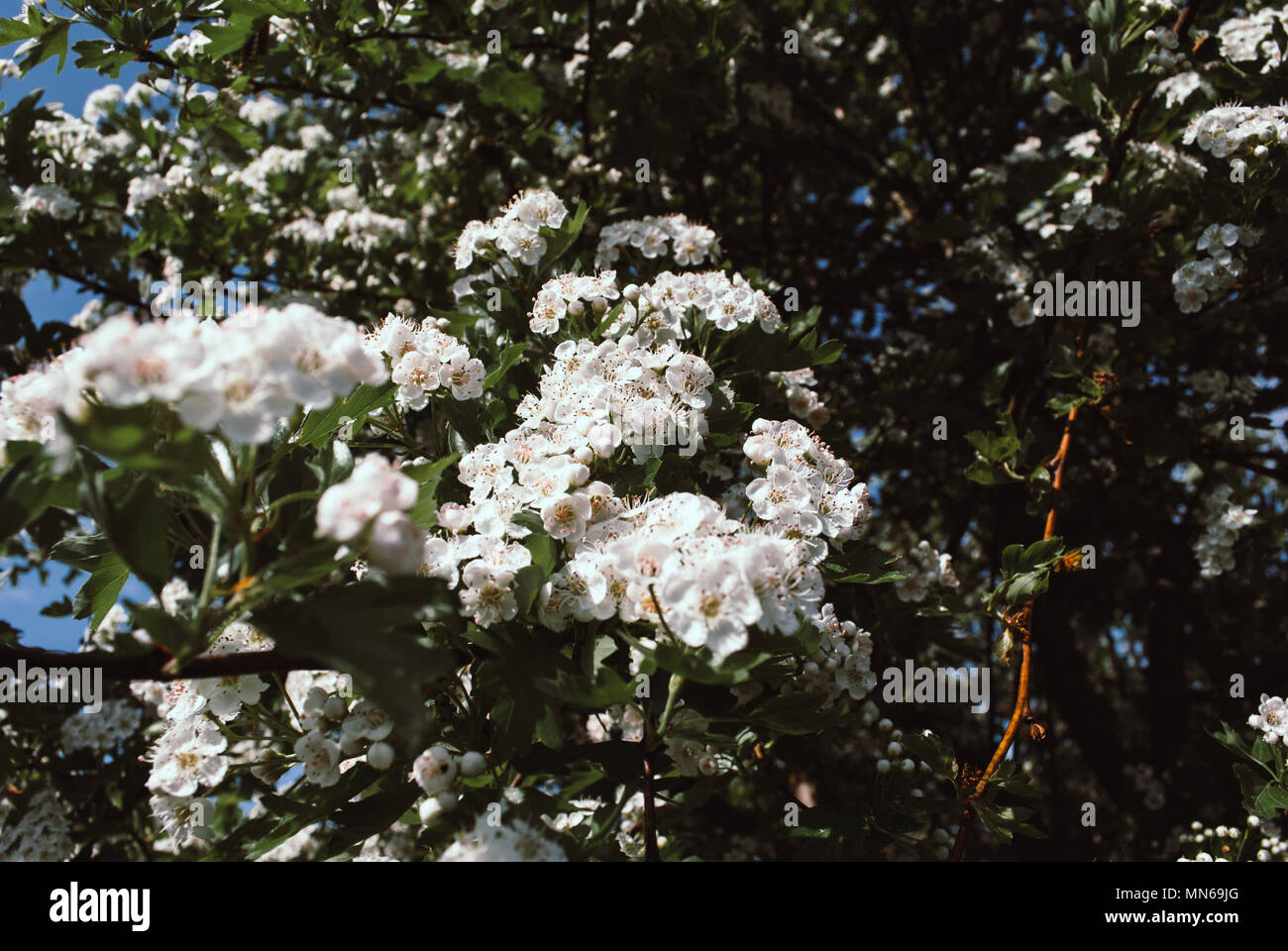spring nature background white flowers of hawthorn Stock Photo - Alamy