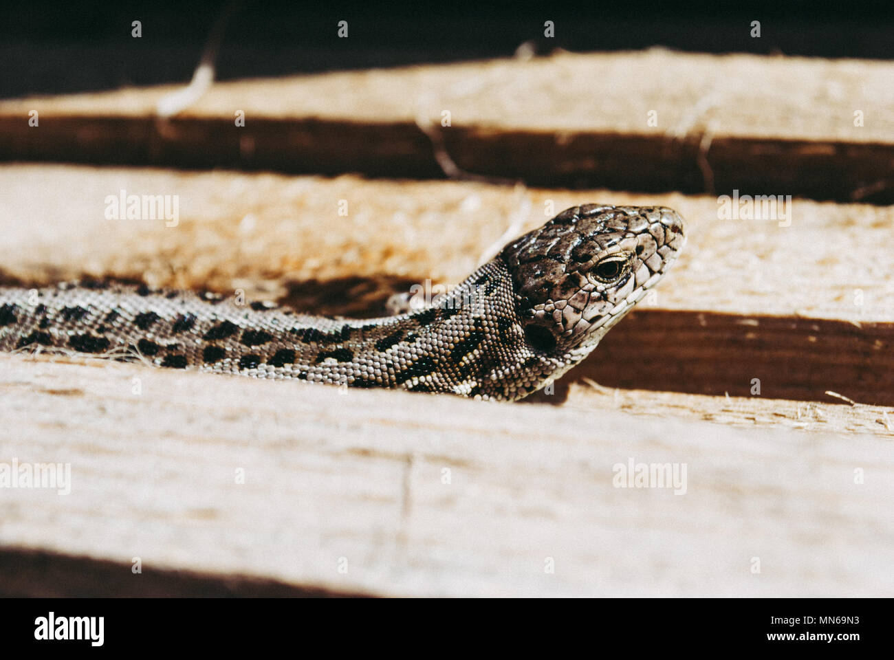 Garden lizard looking. These Changeable Lizards are territorial during