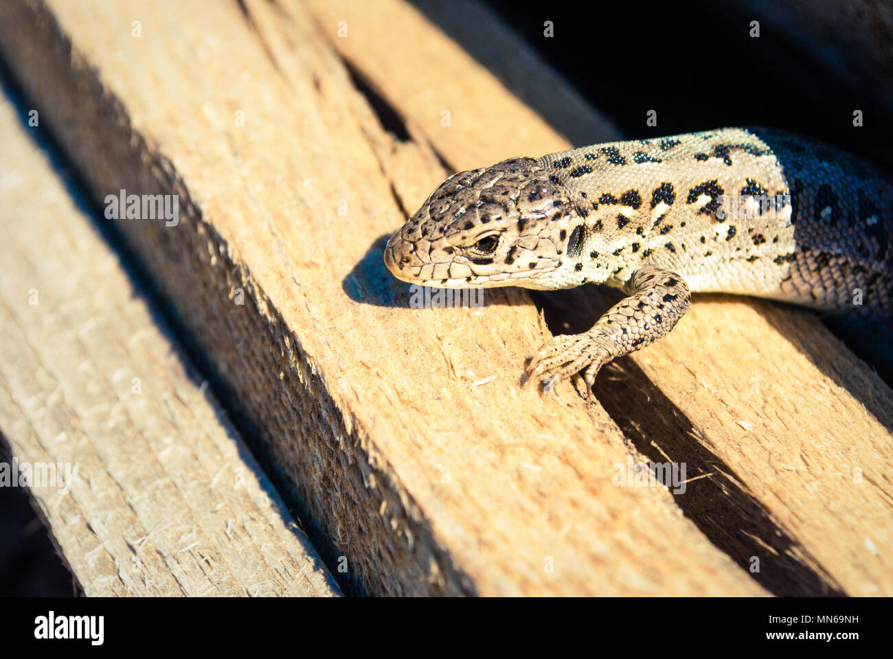 Garden lizard looking. These Changeable Lizards are territorial during