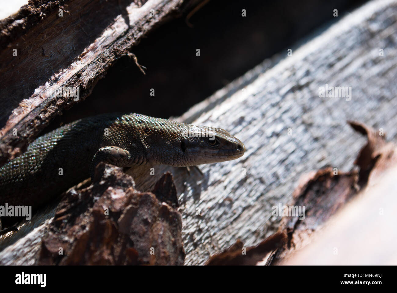 Garden lizard looking. These Changeable Lizards are territorial during