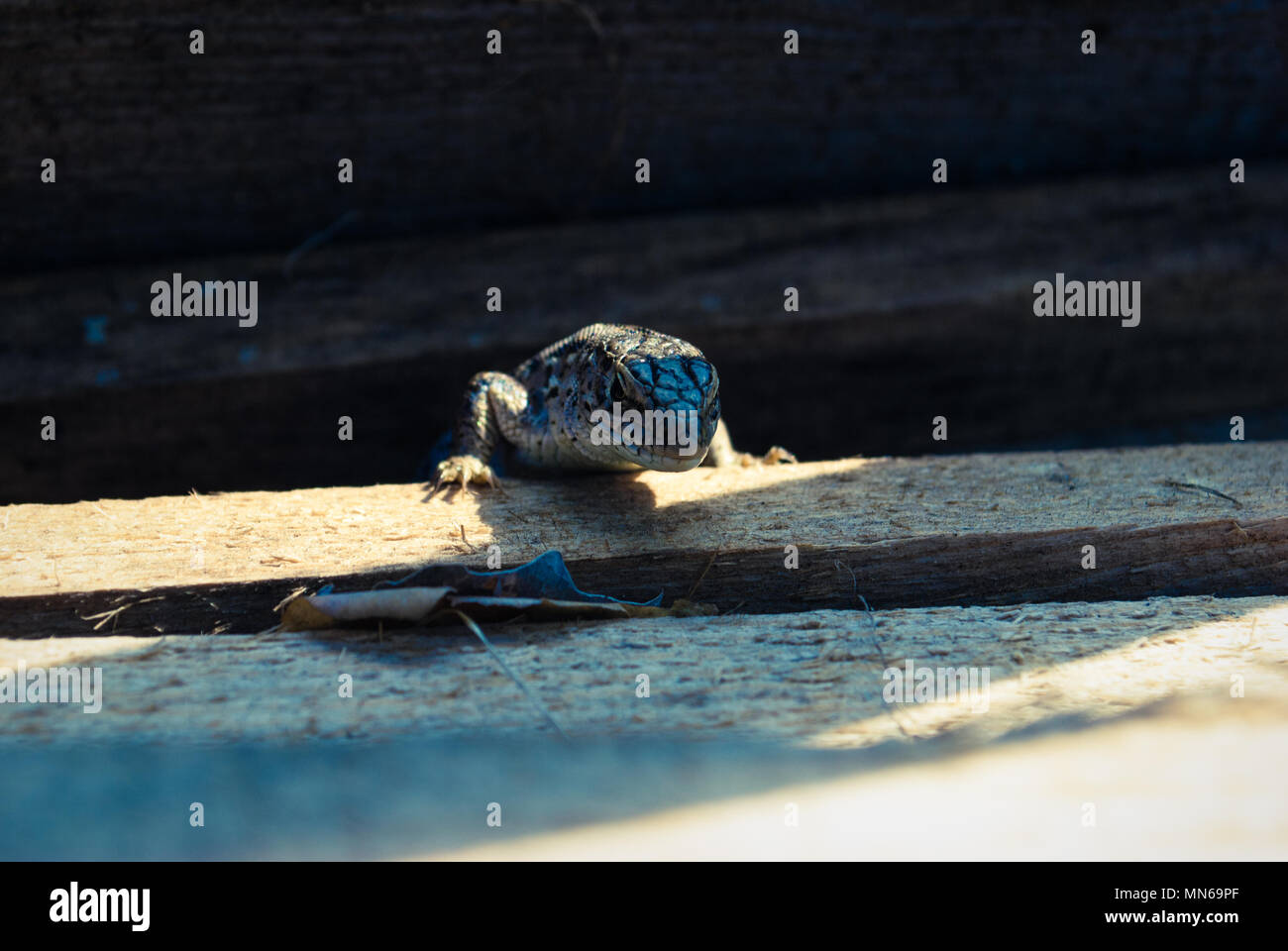 Garden lizard looking. These Changeable Lizards are territorial during