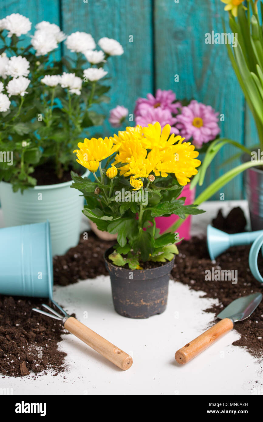 Photo of colorful chrysanthemums in pots near wooden fence Stock Photo