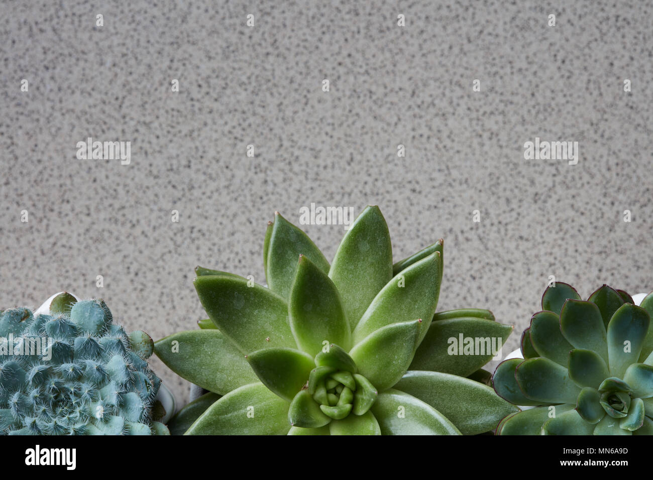 Corner frame from different plants Echeveria on a gray stone background Stock Photo