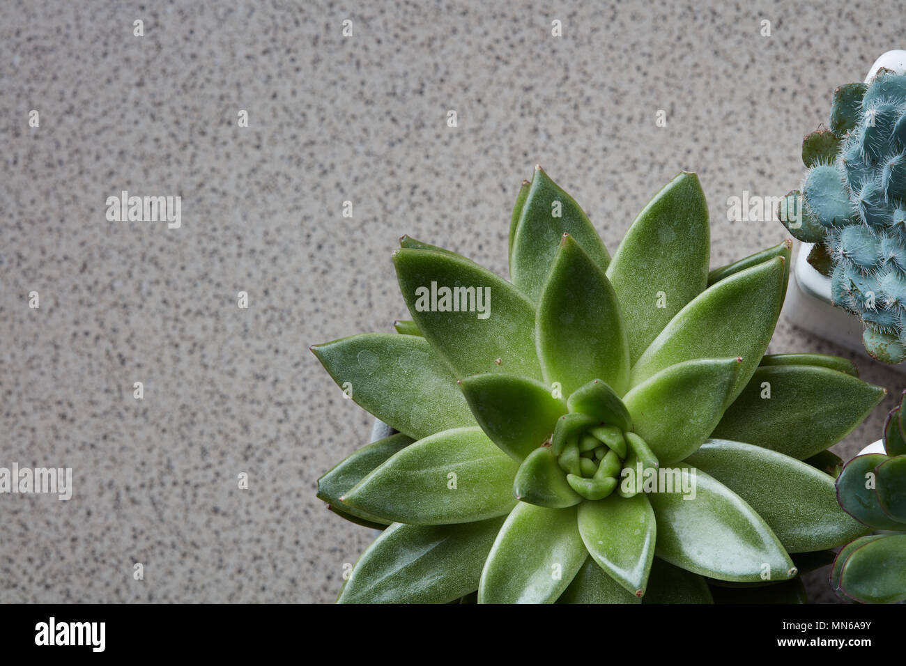 Corner frame of green succulents Echeveria on a gray stone background Stock Photo