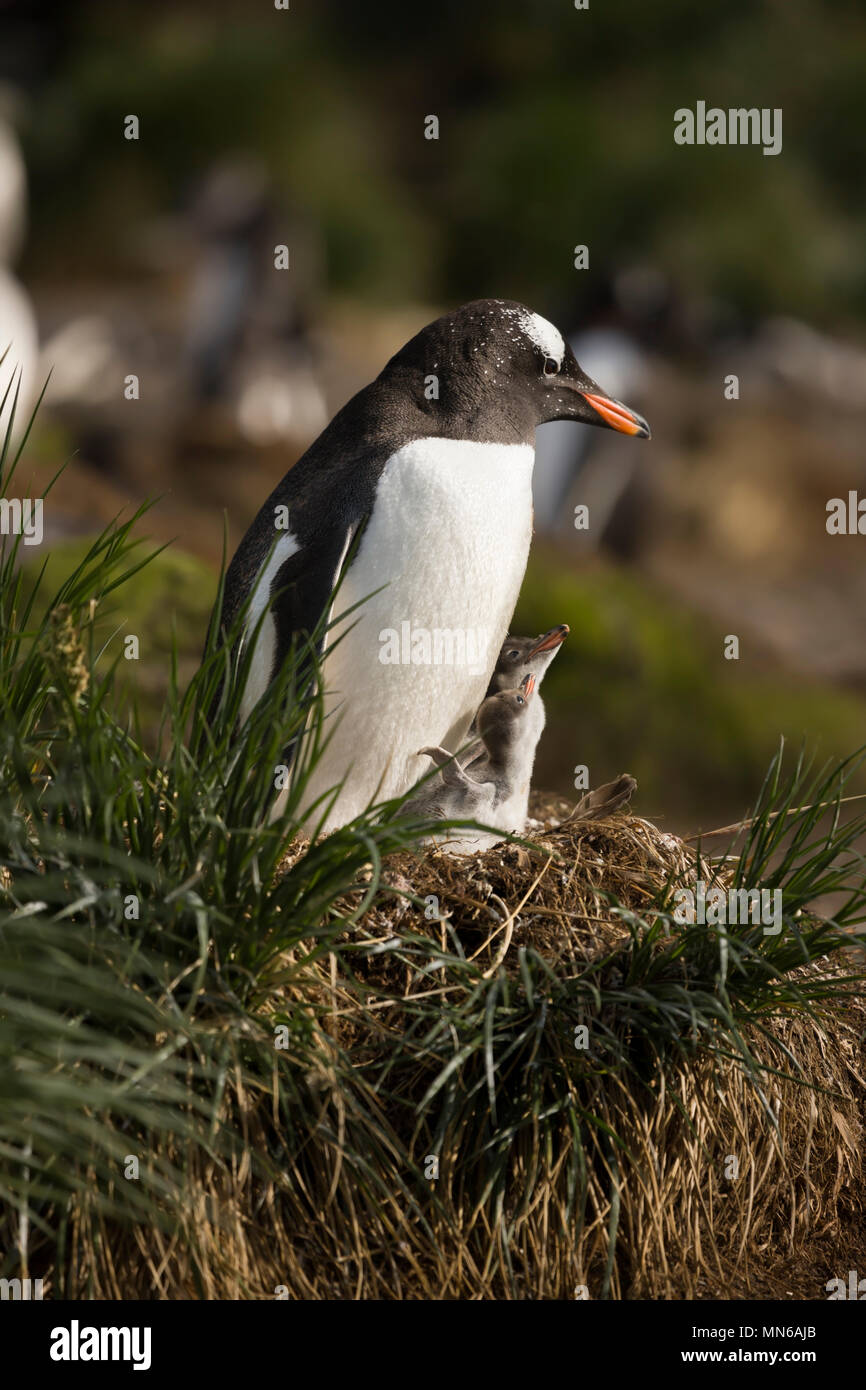 Mum and baby penguin hi-res stock photography and images - Alamy