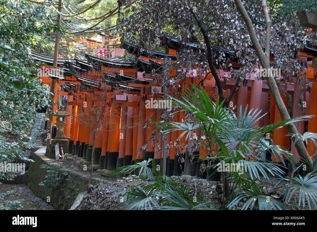 Torii gates at Fushimi Inari Taisha shrine, Kyoto, Japan Stock Photo ...