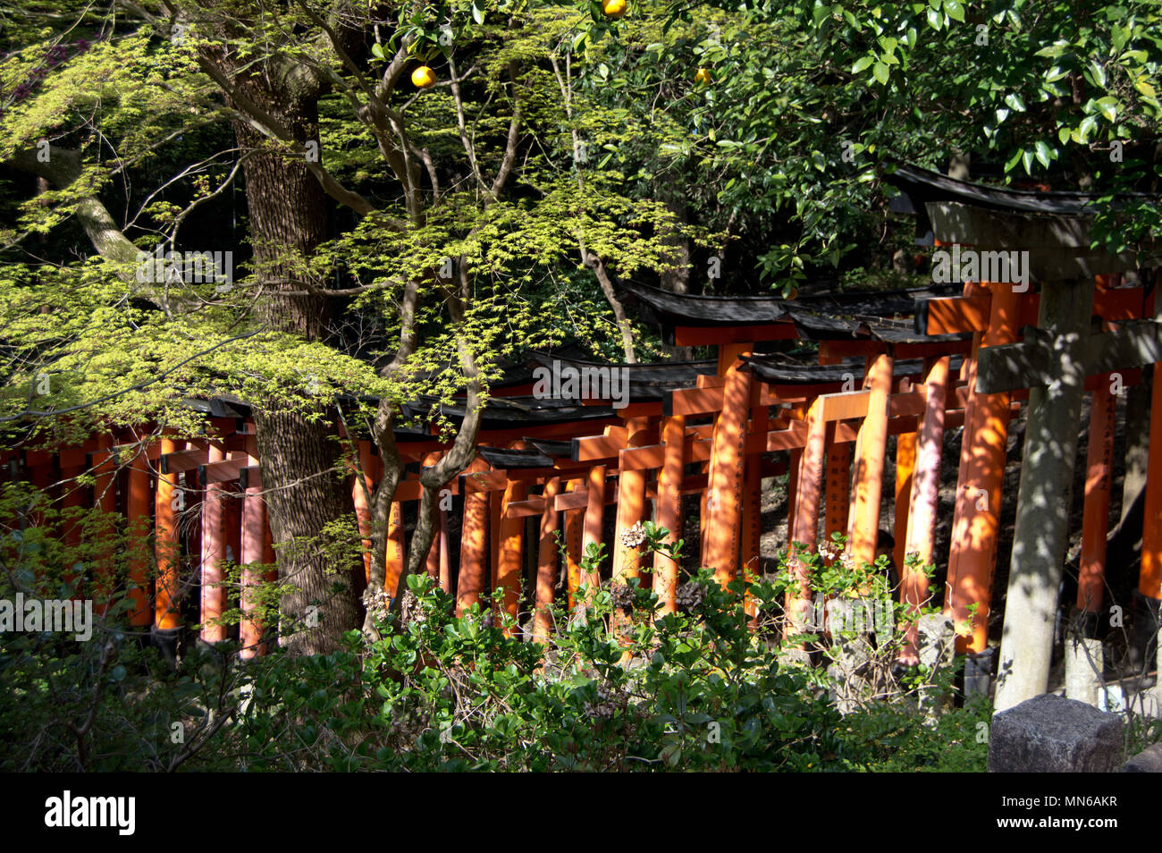 Torii gates at Fushimi Inari Taisha shrine, Kyoto, Japan Stock Photo ...