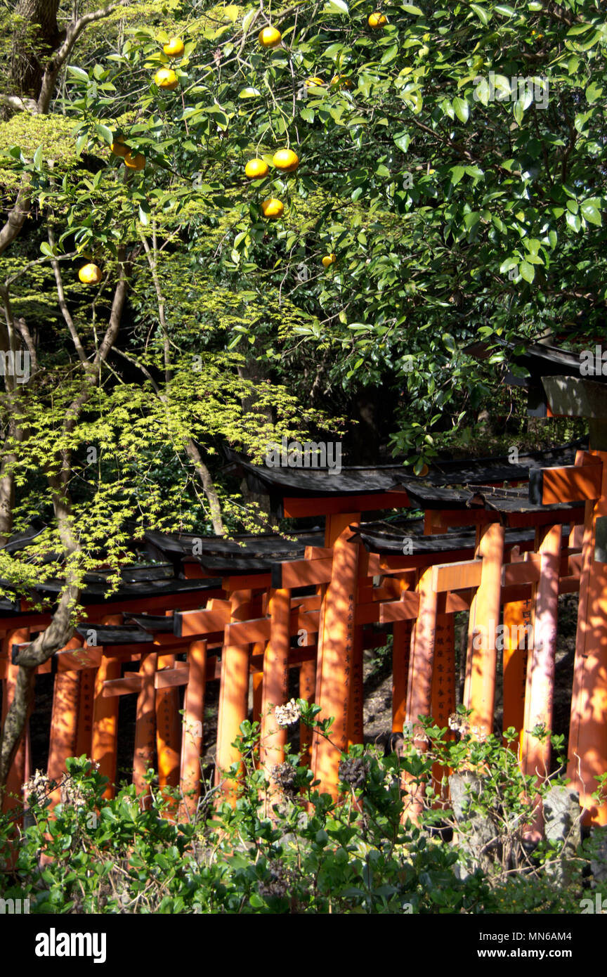 Torii gates at Fushimi Inari Taisha shrine, Kyoto, Japan Stock Photo ...