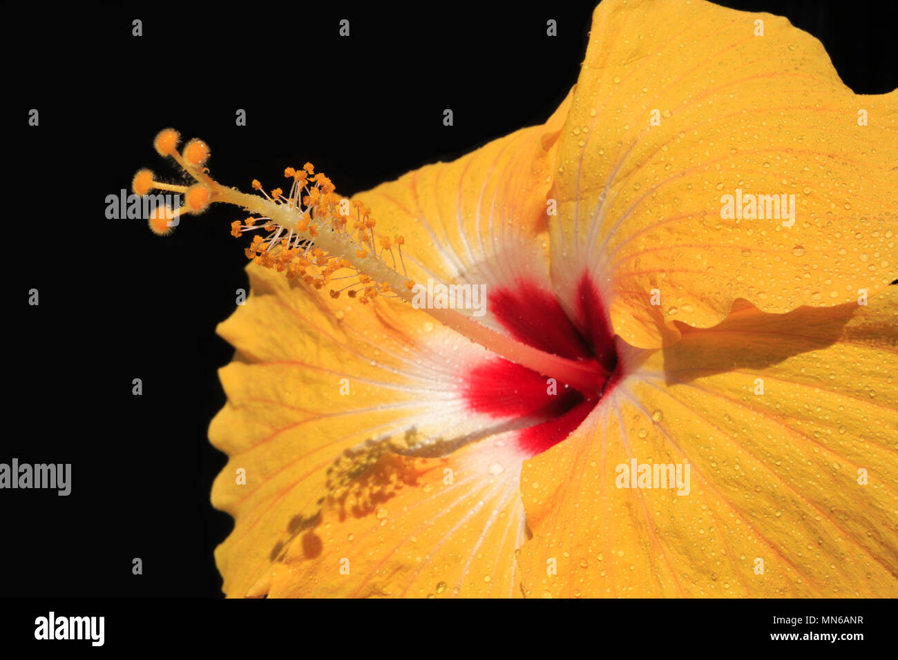 Brilliant color tropical yellow hibiscus flower, Hibiscus Rosa-sinensis, full bloom close up with stigma full of pollen against black background Stock Photo