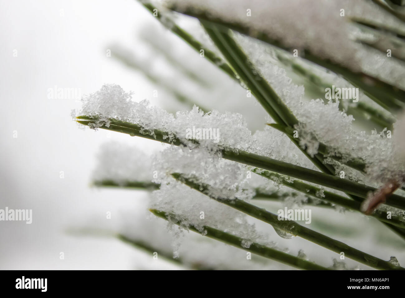 White snow holding on a branch of green pine tree with long needles ...