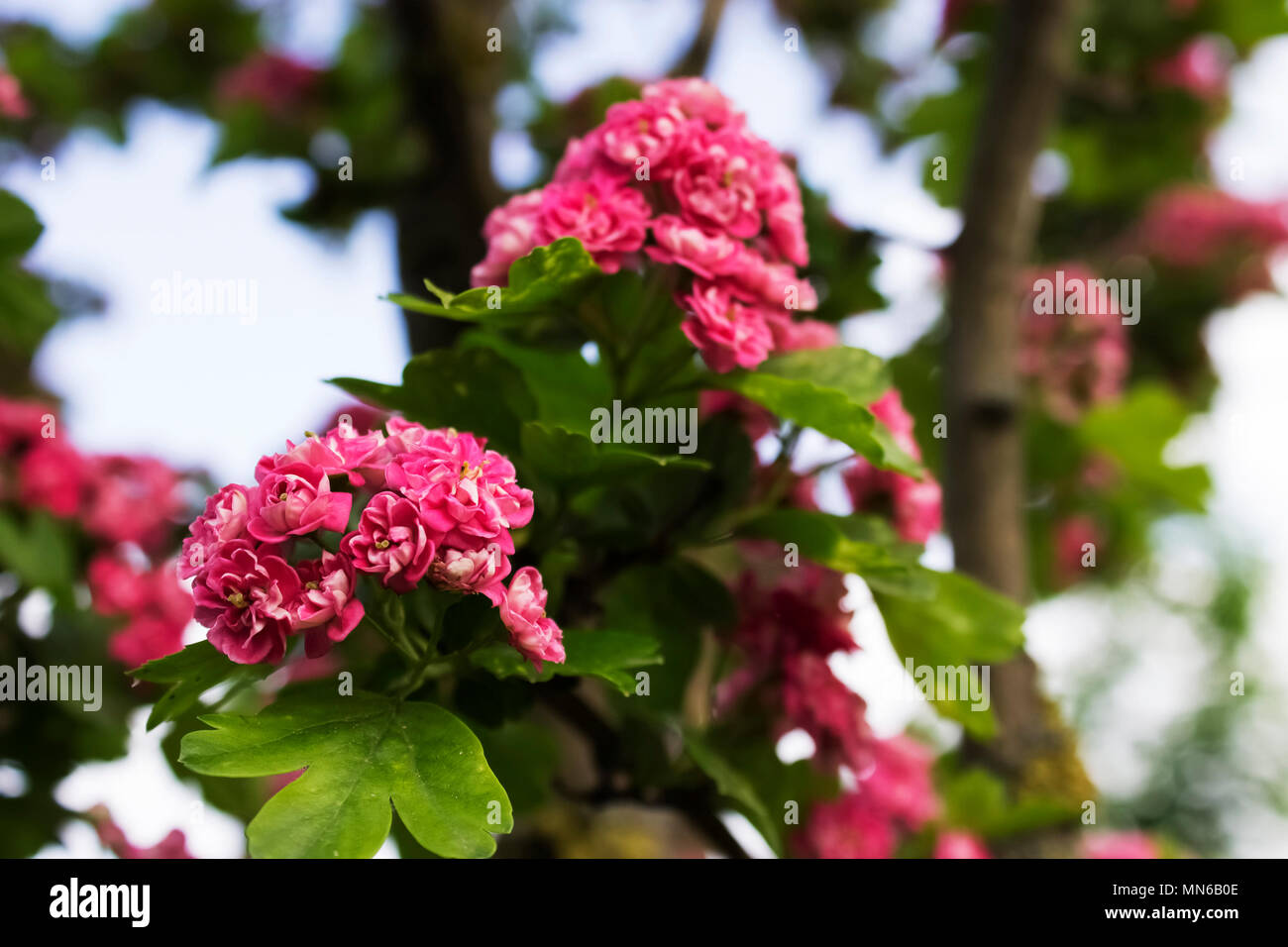 A bunch of pink Hawthorn flowers on the branch and green leafs Stock Photo
