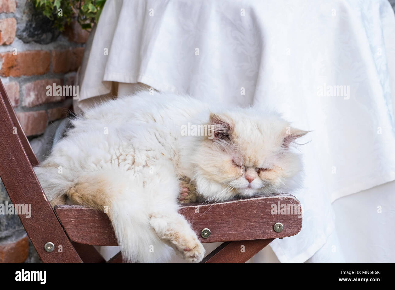 Image showcasing lazy white cat sleep on the chairs in a quiet day afternoon. country ...