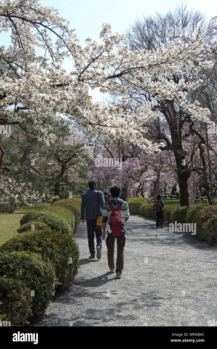 Cherry blossom walk at Nijo Castle, Kyoto, Japan Stock Photo