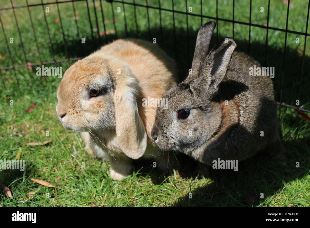 Rabbits garden hires stock photography and images Alamy