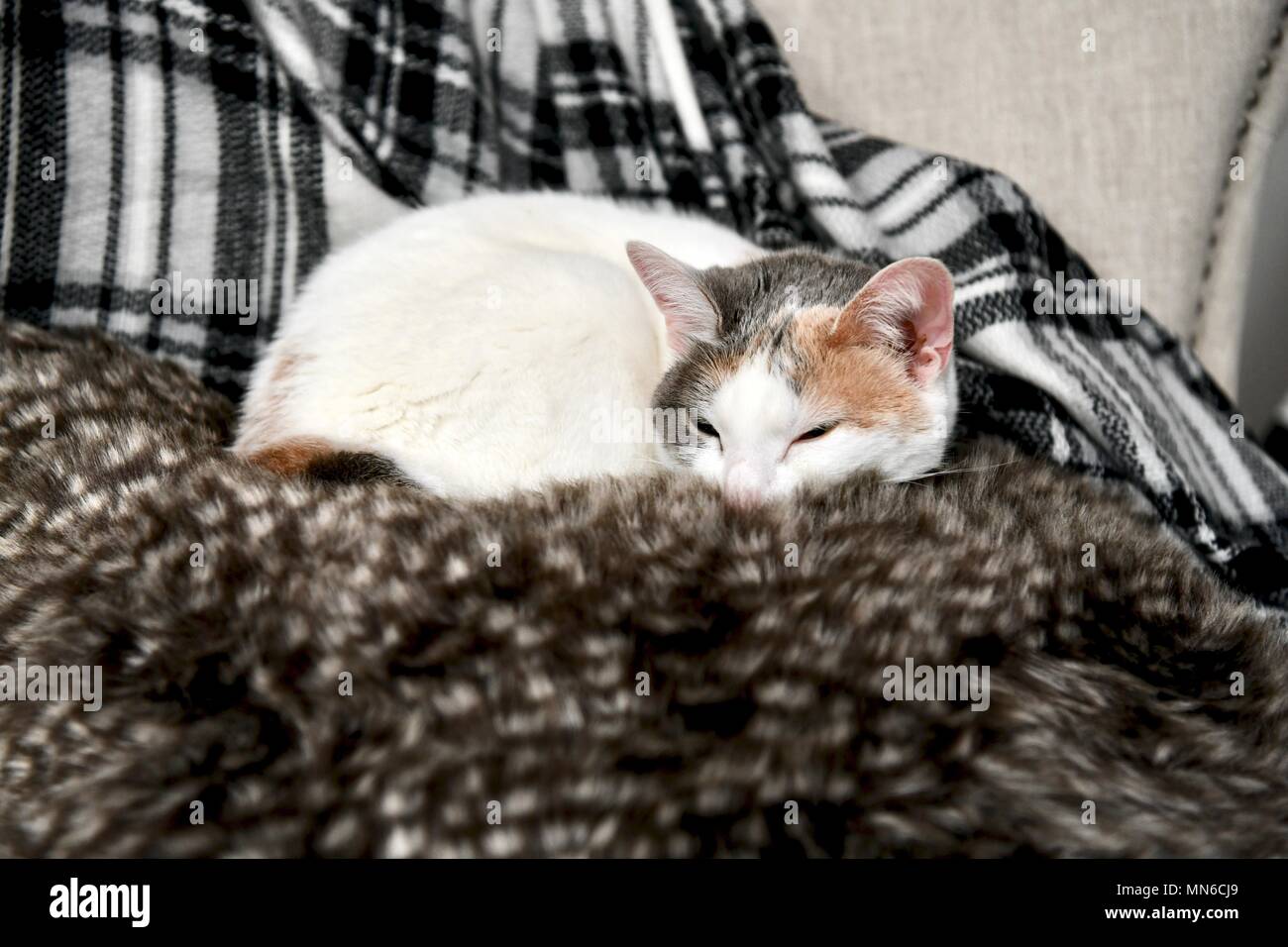 Cat life on white hires stock photography and images Alamy