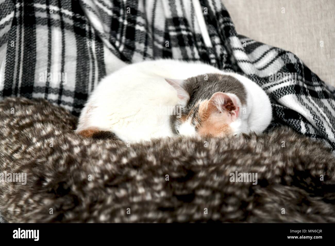 Cat on pillow hi-res stock photography and images - Alamy