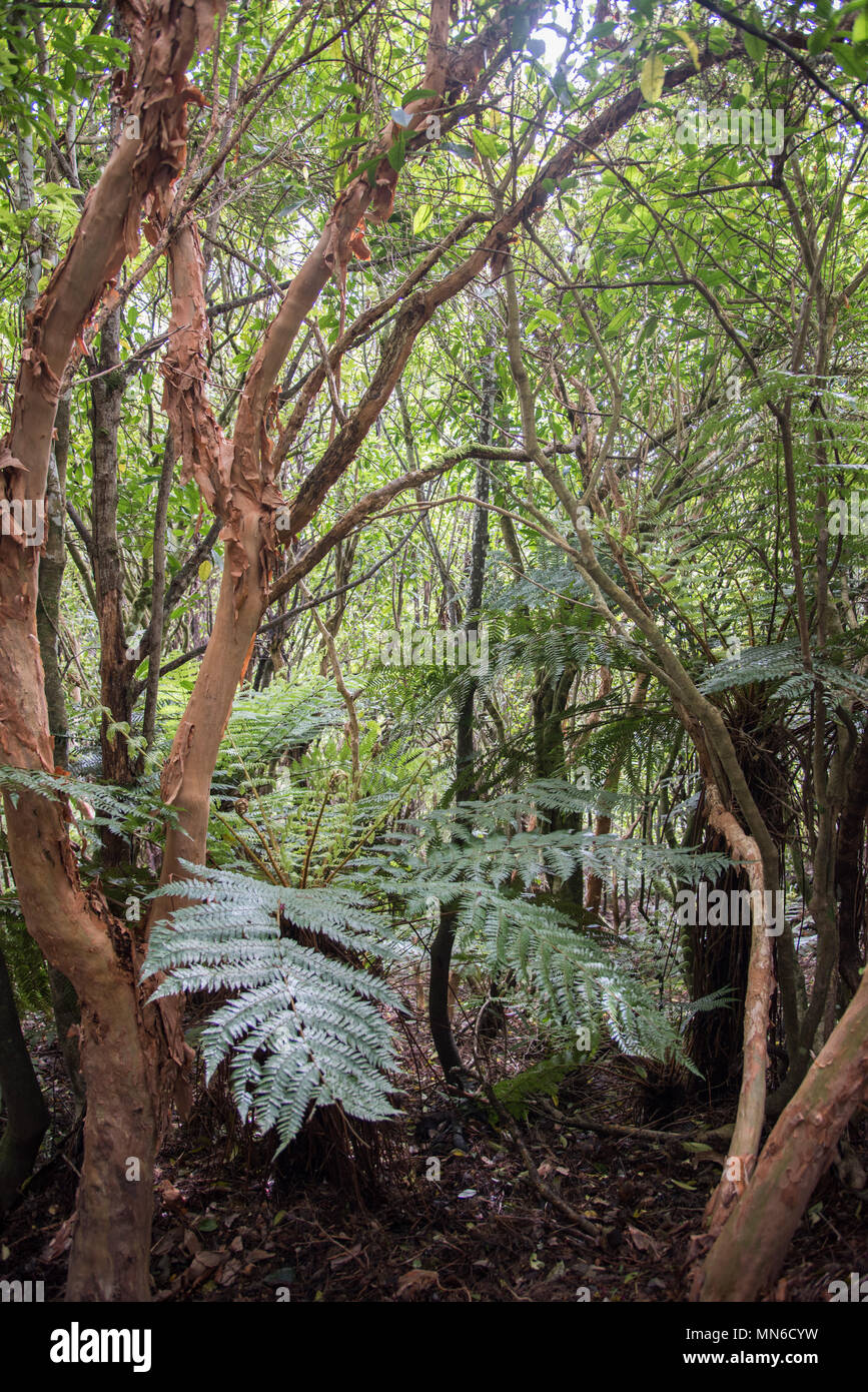 Dense woodland with fern plants on Mt. Cargill in remote Dunedin, New Zealand Stock Photo Alamy