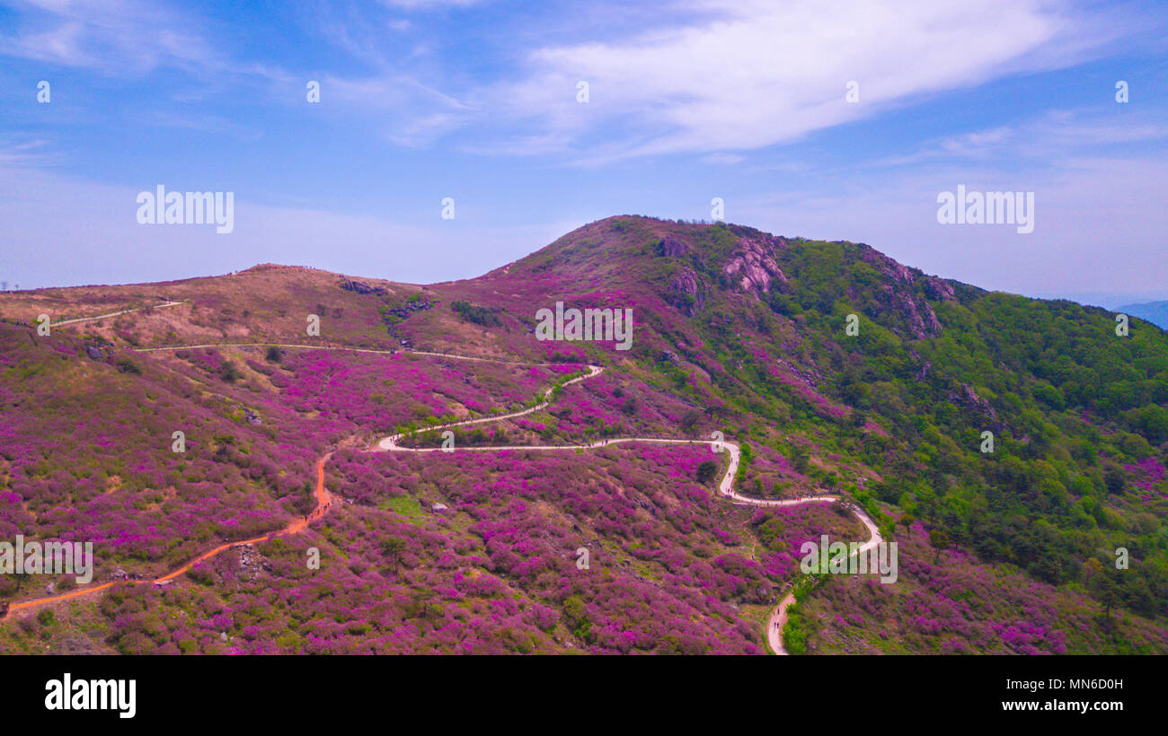 Beautiful Royal Azalea Flower at Hwangmaesan mountain in Hapcheon city ...