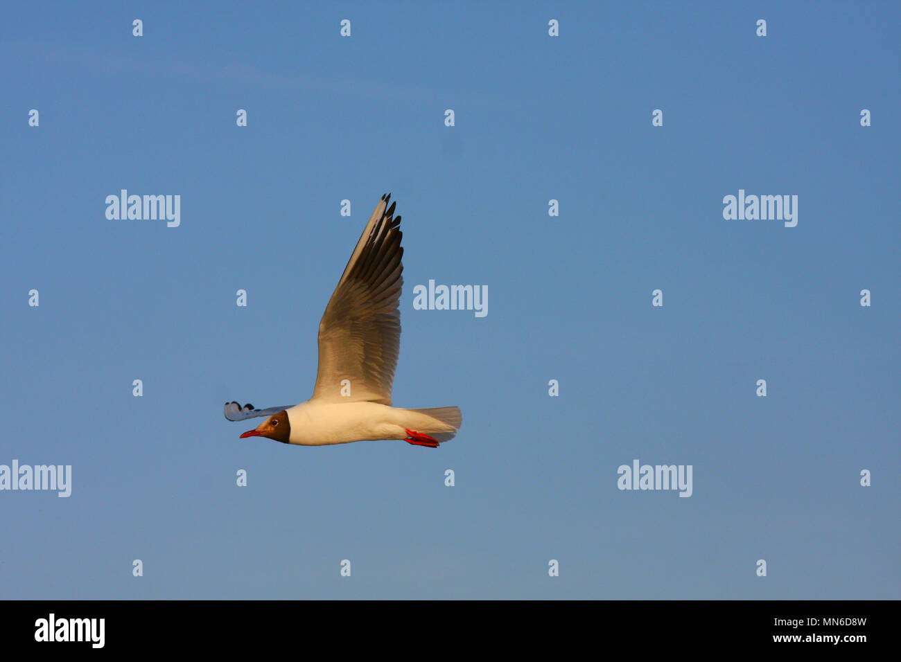 A beautiful seagull bird flying over the sky above a small lake in Hungary. Stock Photo